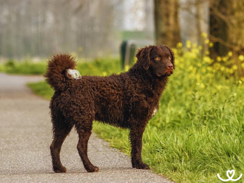 Plemeno-curly-coated-retrivr (11)